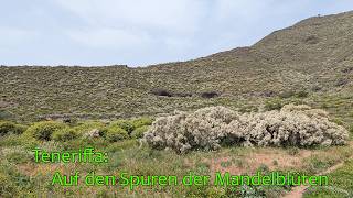 Mandelblüten-Runde bei Santiago del Teide