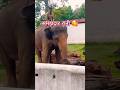 😍समझदार हाथी रानी।। #ytshorts #trending #cute #elephant #shorts #viral