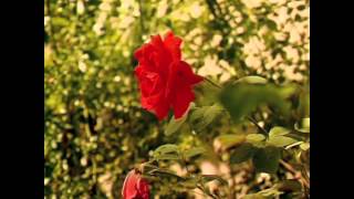 Erba di casa mia. massimo ranieri -