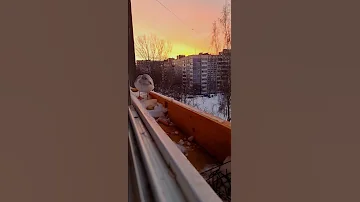 как поймать чайку