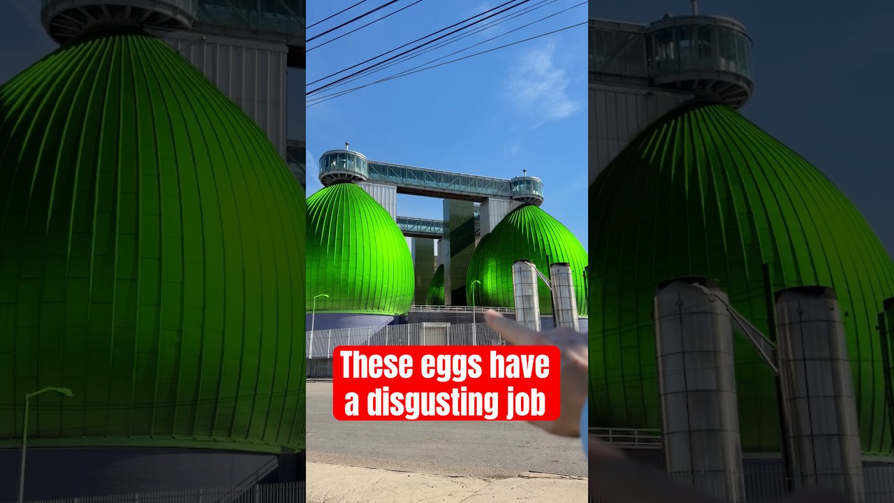 The Beautiful Eggs That Digest New York's Sewage