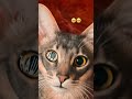 Мой кисик #vibe #aesthetic #cat #тренды