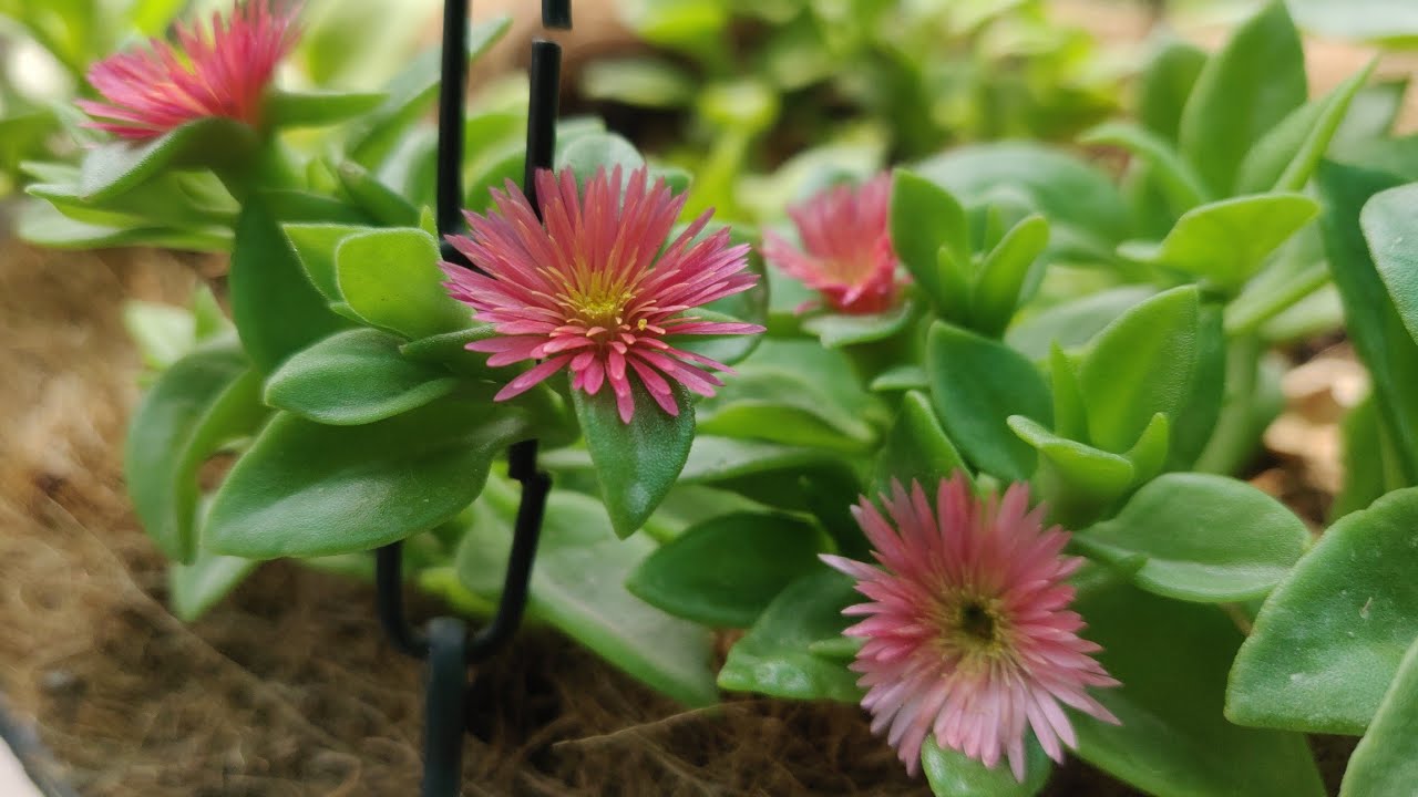 How to repot Baby sunrose/Aptenia in hanging basket/ summer flowering