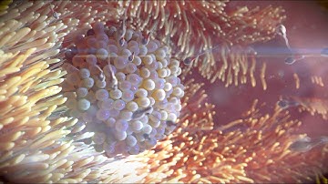 Fertilization process - Virtual Reality 3D 360° video