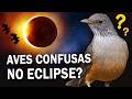 Como as AVES REAGEM durante um ECLIPSE SOLAR? Ornitólogo Responde!