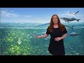 Saharan Dust Explained: Hurricanes, Sunsets & Even Whales