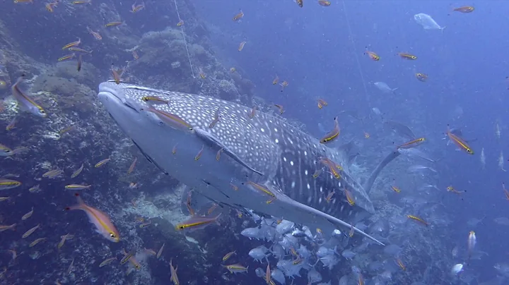 SAIL ROCK - DIVING WITH WHALE SHARKS 20.7.2017 by ...