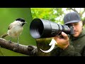 The cheapest 500mm lens for wildlife  how good can it be