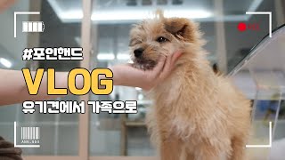 vlogㅣ유기견 입양후 20일간의 기록ㅣ포인핸드ㅣ조금씩 밝아지는 내강아지🐶태리