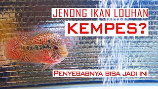 PENYEBAB JENONG IKAN LOUHAN KEMPES DAN CARA MENANGANINYA
