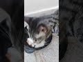 hungry cat voice #cutiee #catlover #catshorts