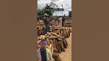 Best Yam Farmers In Igbo Land 