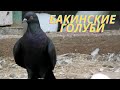 Голуби в небе от расвета до заката!