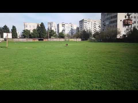 გერმანული ნაგაზი  ჯესი