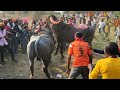 Shanker vs Ranga 25-2-2021 Osmanabad fight Ranga win Bull fight Maharashtra, Bull fight Goan