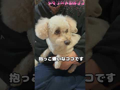 抱っこ嫌いな犬を抱っこしてみた #トイプードル #犬のいる生活