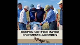 В Шалкарском районе началась химическая обработка против итальянской саранчи