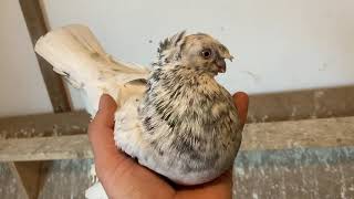 Uzbek Pigeons/Usbekische Tauben/Узбекиские голуби.