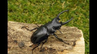 クワガタ・カブトムシ飼育用品通販｜月夜野きのこ園　ダールマンツヤクワガタ紹介