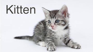 5. Temporal Contiguity Principle