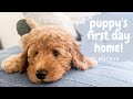 【Puppy Vlog】Mini Goldendoodle Puppy // First Day Home 《Turn on CC!》