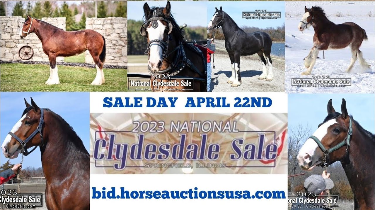 2023 National Clydesdale Sale YouTube