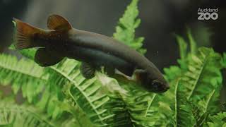 Giant kōkopu - our pick for Fish of the Year!