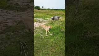 Dog vs Cow #shorts #dog #cow