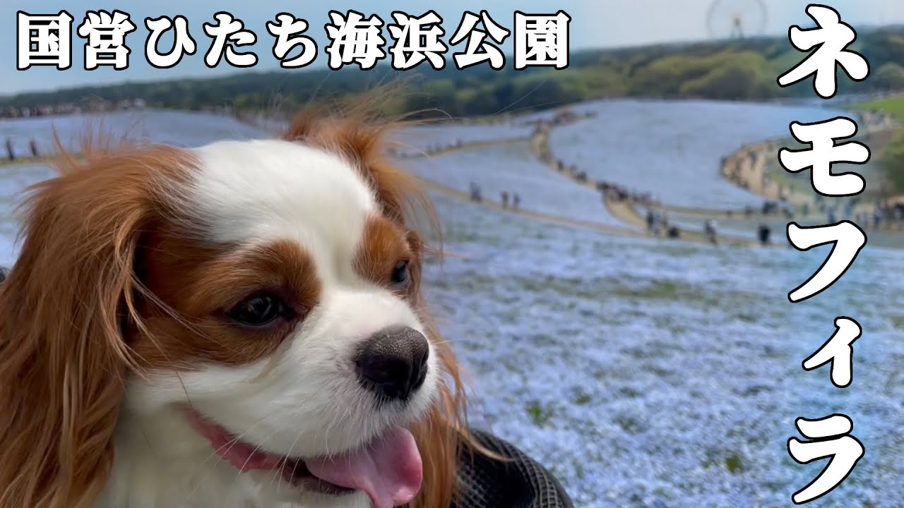 【絶景】愛犬と一緒にひたち海浜公園で見頃のネモフィラを見に行ってみた！【GWおすすめ】