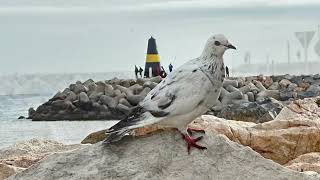 #helloworld #I #need a #taxi #dove #atthebeach #spain