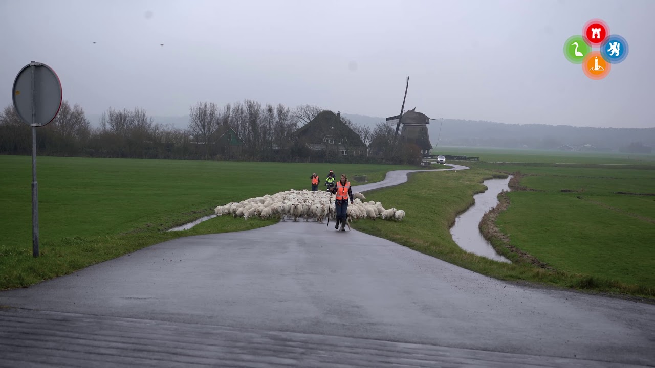 Schapen uit Schoorlse Duinen zijn onder de pannen in Burgerbrug voor de winter