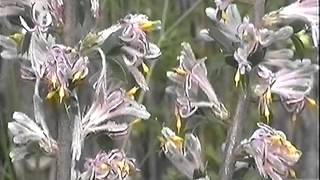 Flowering Native Australian Plants