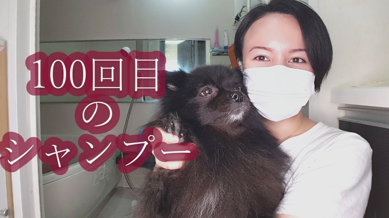 #64【巨大ポメ】シャンプーなんて楽ちん♪