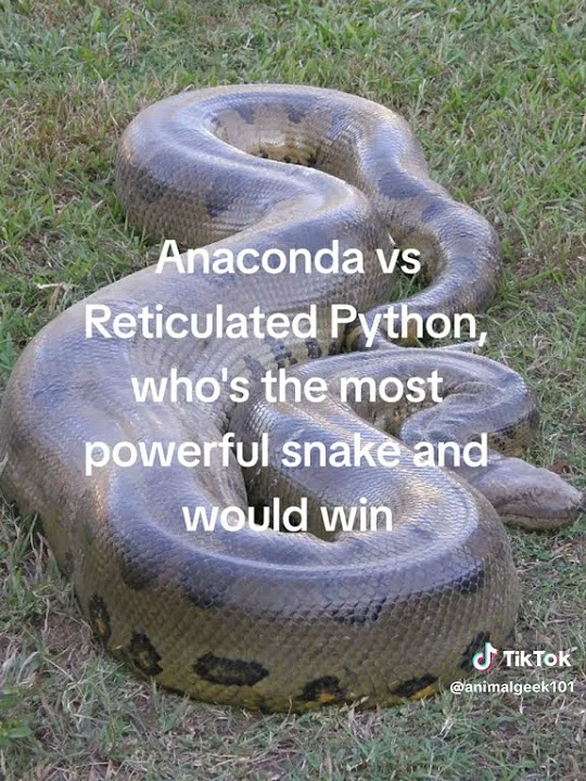 Green Anaconda vs Reticulated Python, who is the most powerful snake ...