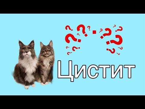 Цистит и мочекаменная болезнь у кошек//ПРИЧИНЫ, ПРОФИЛАКТИКА, ЛЕЧЕНИЕ//