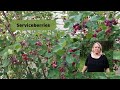 How to Grow and Care for Serviceberries