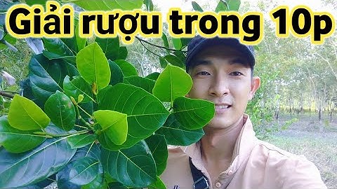 CÁCH GIẢI RƯợU TRONG 10P và hầm xương nhanh hơn từ loại lá này | Bảy Channel