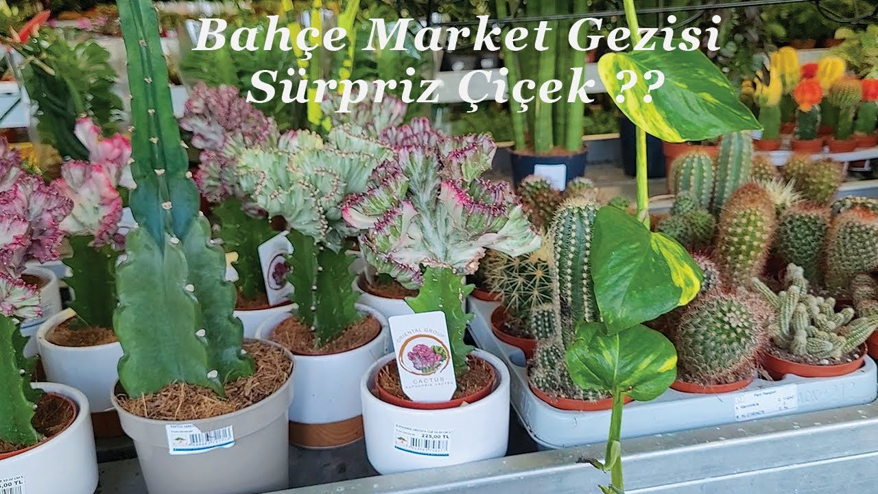 Bahçe Market Gezisi, Aldığım Toprak Gübre ve Sürpriz Çiçek