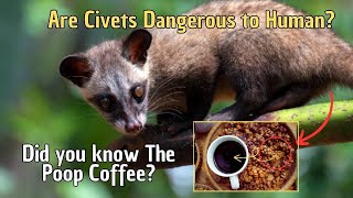 Are Civets Dangerous to Human? Did you know The Poop Coffee?