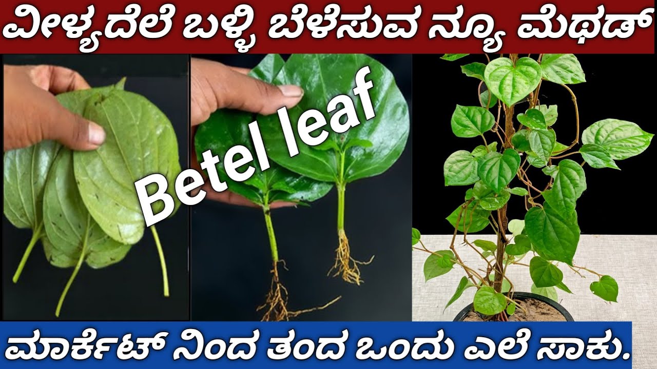 How to grow Betel Leaf from cuttings /ವೀಳ್ಯದೆಲೆ ಬಳ್ಳಿ ಬೆಳೆಸುವ ವಿಧಾನ.