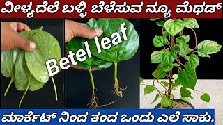 How To Grow Betel Leaf From Cuttings ವಳಯದಲ ಬಳಳ ಬಳಸವ ವಧನ.