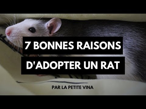 Vidéo: Les 10 meilleures raisons d'avoir des rats comme animal de compagnie