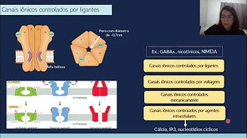 Quais são os receptores intracelulares?