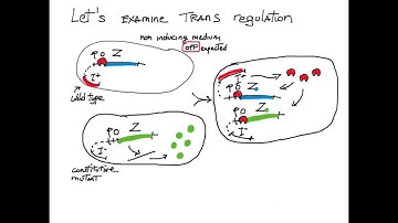 Cis Trans Gene Regulation
