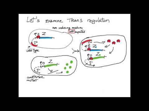 Video: Cis-regulerende Variatie Moduleert Gevoeligheid Voor Enterische Infectie In Het Genetische Referentiepaneel Van Drosophila