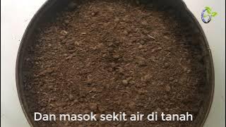 Cara tanam BIJI DAHLIA