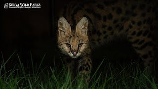 Can Serval Cats be Pet?