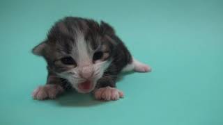 ルウェージャンフォレストキャットの子猫Cattery FANTARJAノ by Yumiko Sotozaki 113 views 9 months ago 1 minute, 5 seconds