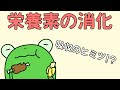 【管理栄養士²の事情】　栄養素の消化・吸収　【解説】