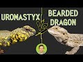 Uromastyx vs Bearded Dragon - Head To Head